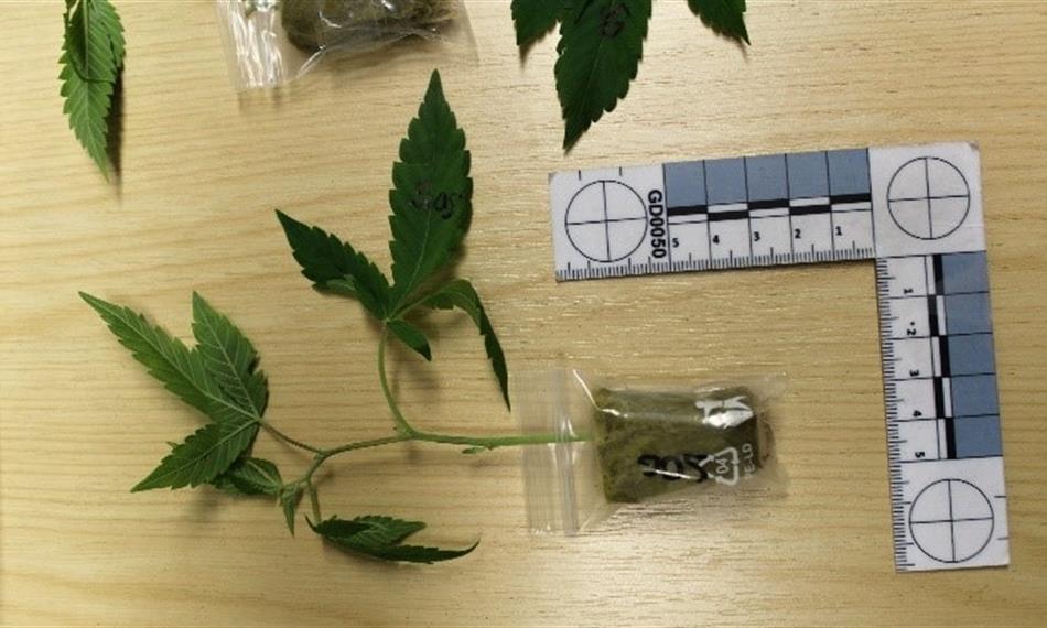 2019-7-11-1129marihuana 1.jpg